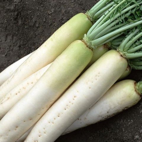 Daikon Minowashi: reviews, planting and care