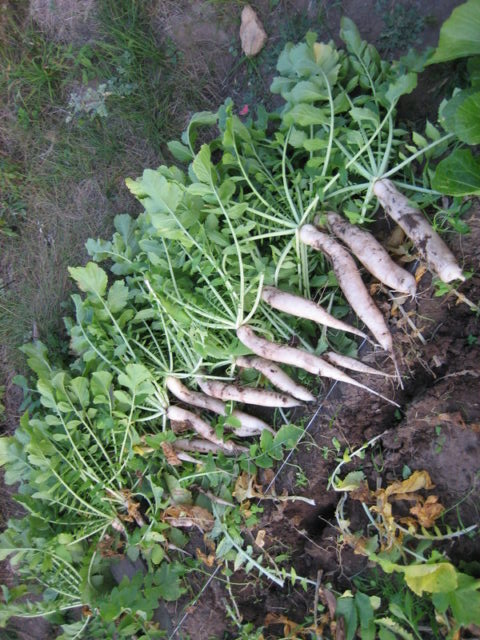 Daikon Minowashi: reviews, planting and care