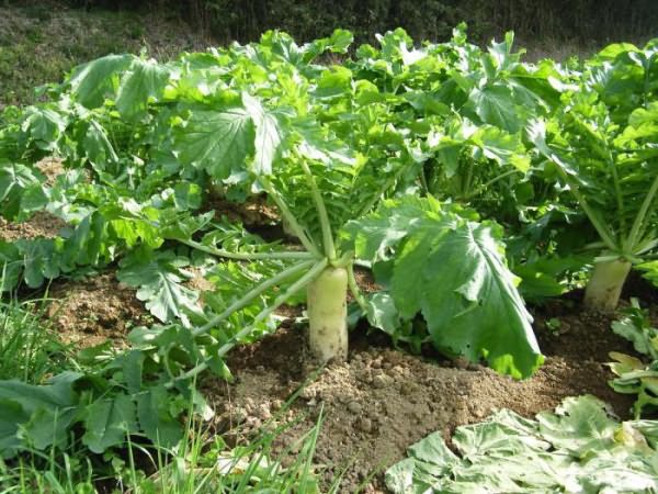 Daikon Minowashi: reviews, planting and care