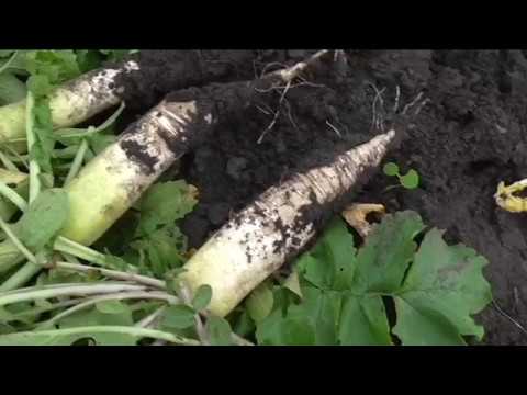 Daikon Minowashi: reviews, planting and care