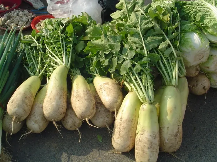 Daikon more Korean