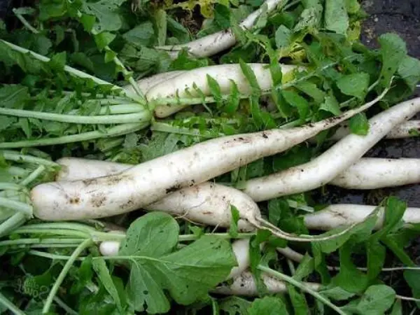 Daikon radish varieties: choosing the best for growing