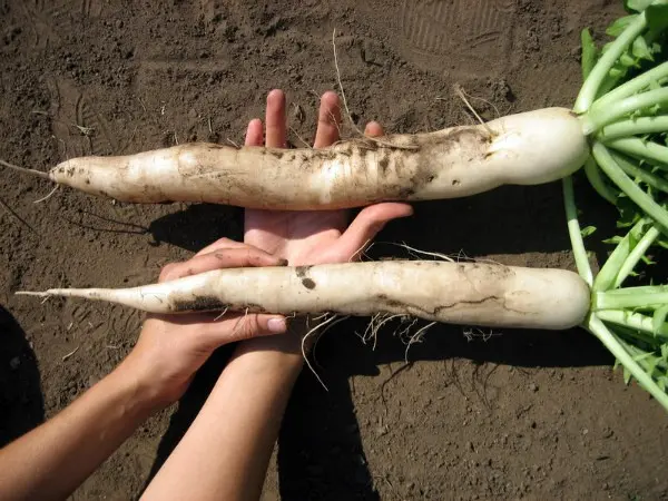 Daikon radish varieties: choosing the best for growing