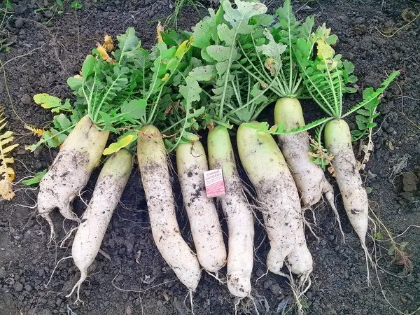 Daikon radish varieties: choosing the best for growing