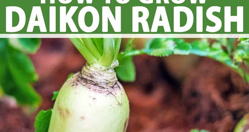 Daikon radish varieties: choosing the best for growing