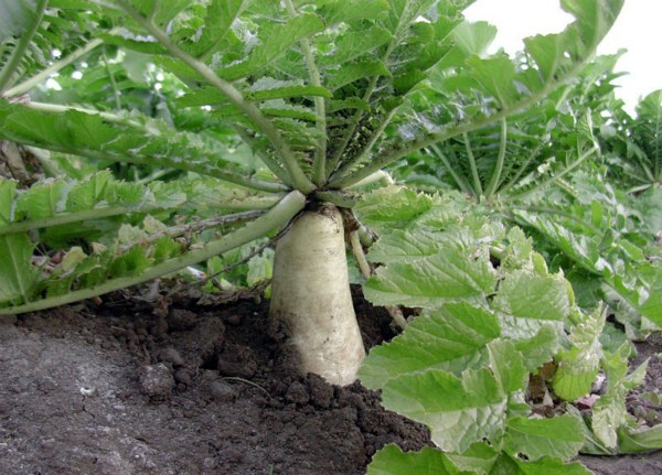 Daikon radish varieties: choosing the best for growing