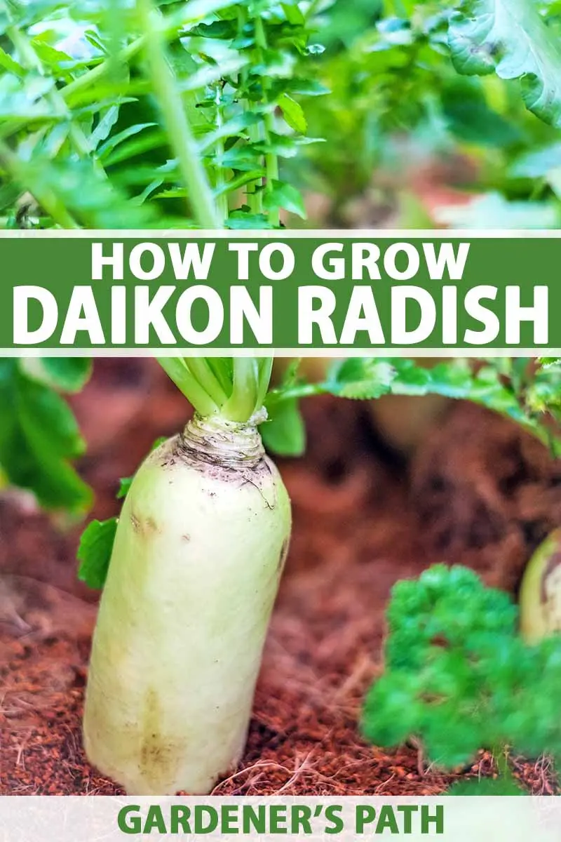 Daikon radish varieties: choosing the best for growing