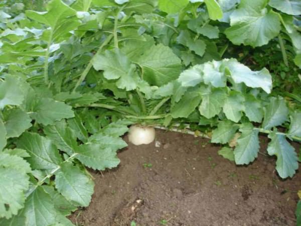 Daikon Sasha: planting and care, planting dates