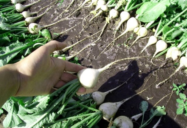 Daikon Sasha: planting and care, planting dates