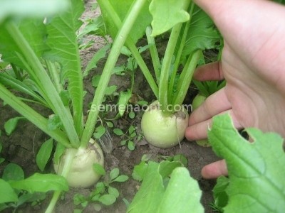 Daikon Sasha: planting and care, planting dates