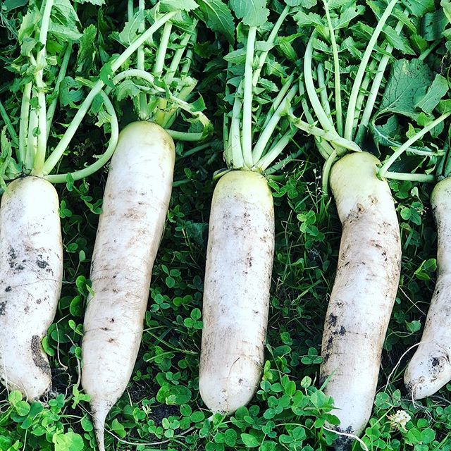 Daikon: useful properties and contraindications