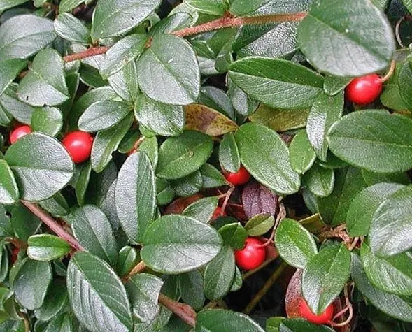 Dammers cotoneaster