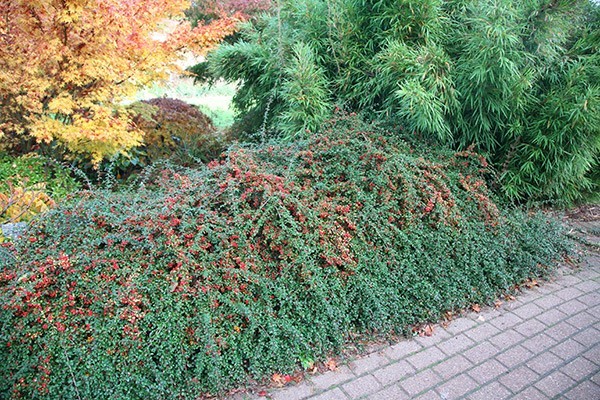 Dammers cotoneaster