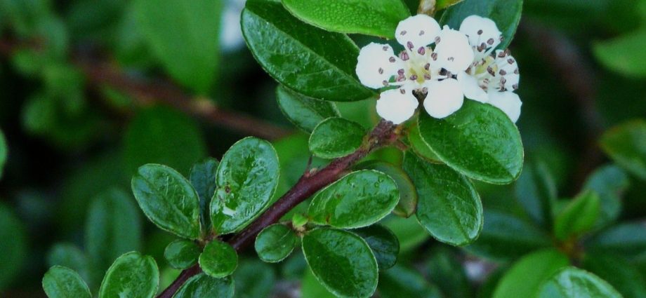 Dammer&#8217;s cotoneaster