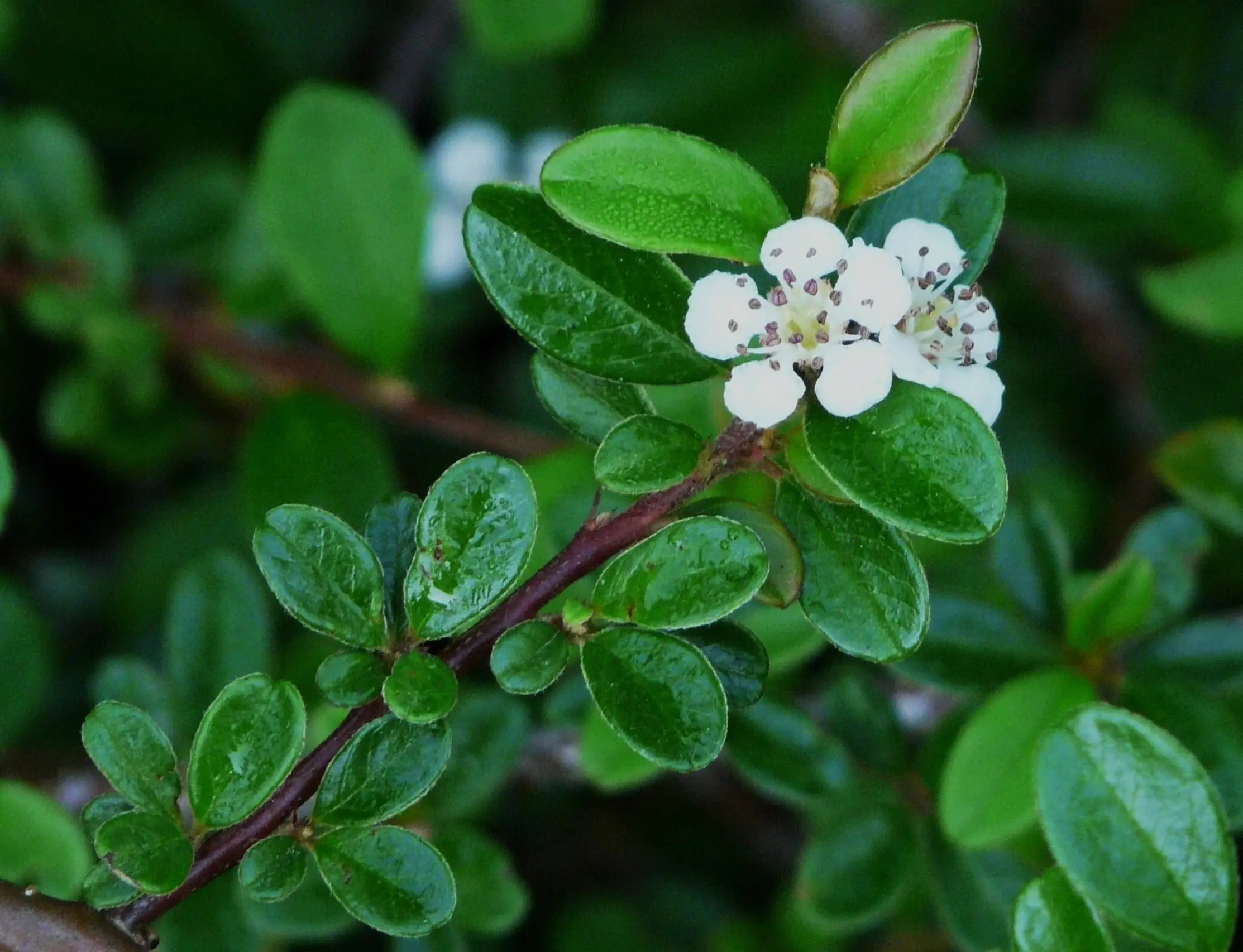 Dammer&#8217;s cotoneaster