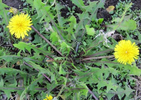 Dandelion &#8211; appearance, properties, action