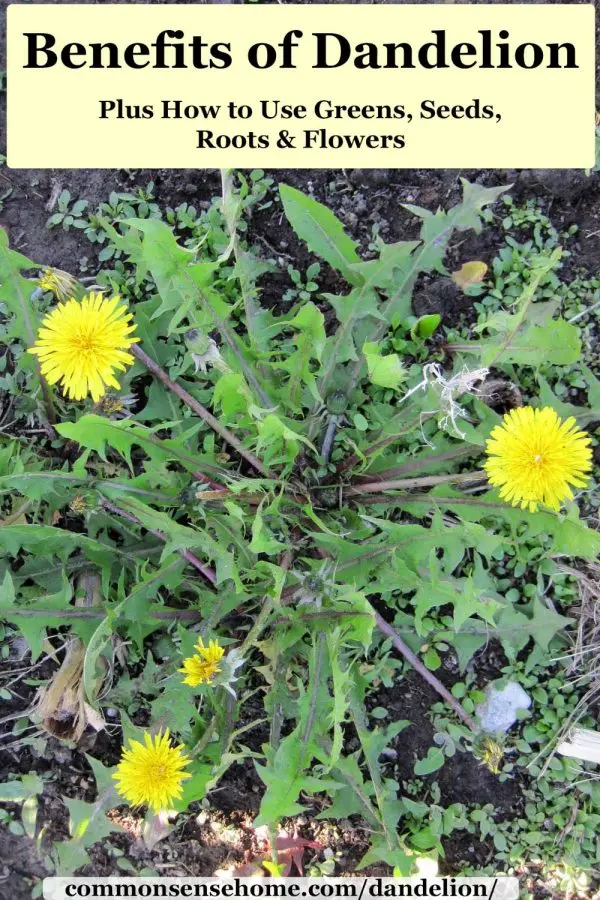 Dandelion &#8211; appearance, properties, action