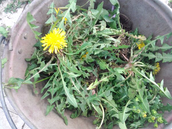 Dandelion fertilizer: infusion recipes