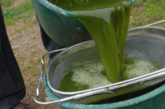 Dandelion fertilizer: infusion recipes