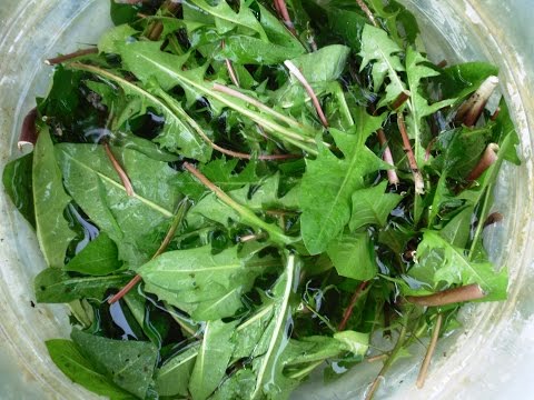 Dandelion fertilizer: infusion recipes