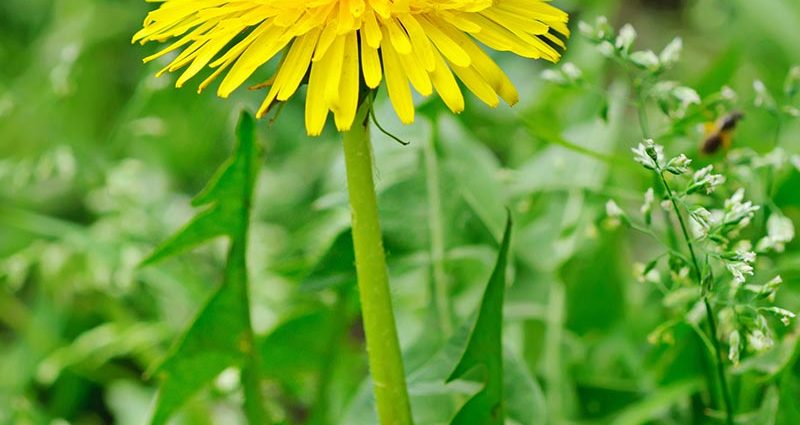 Dandelion fertilizer: infusion recipes