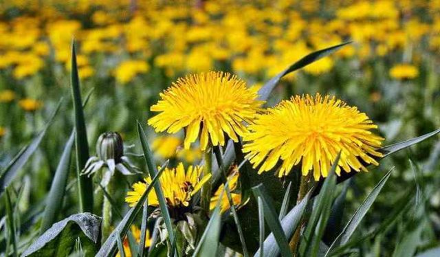 Dandelion infusion for joints: reviews, recipes