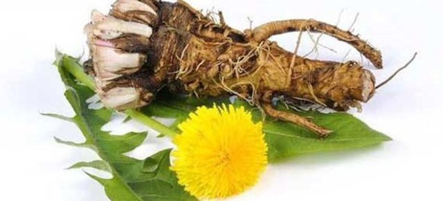 Dandelion infusion for joints: reviews, recipes