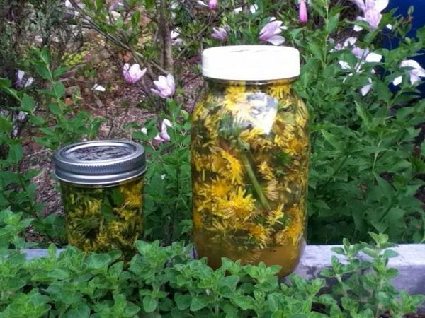 Dandelion infusion for joints: reviews, recipes