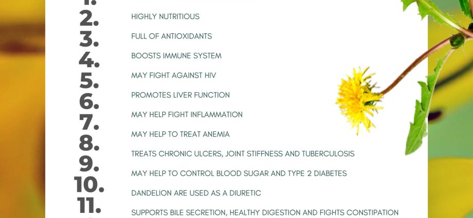 Dandelion juice: useful properties and contraindications