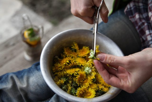 Dandelion oil: use in traditional medicine, useful properties