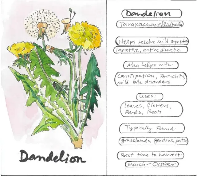 Dandelion oil: use in traditional medicine, useful properties