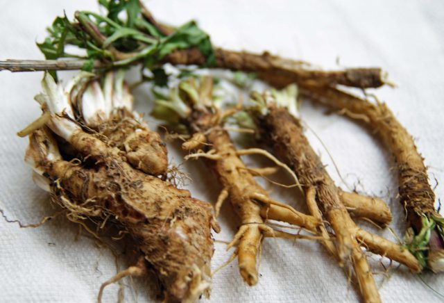 Dandelion root coffee: benefits and harms, how to brew