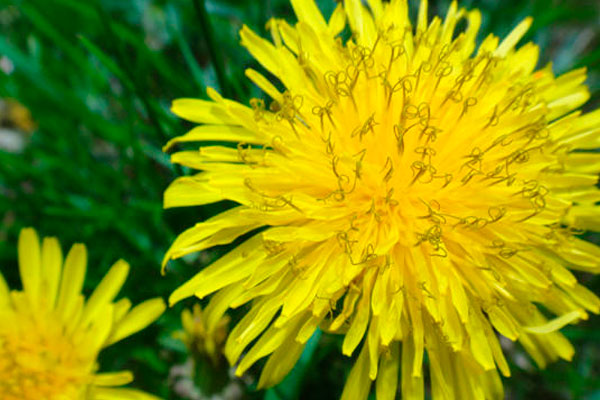 Dandelion root: healing properties for the liver