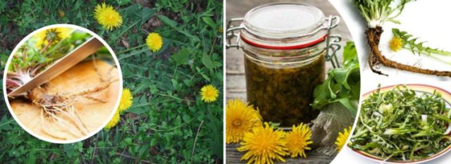 Dandelion root: healing properties for the liver