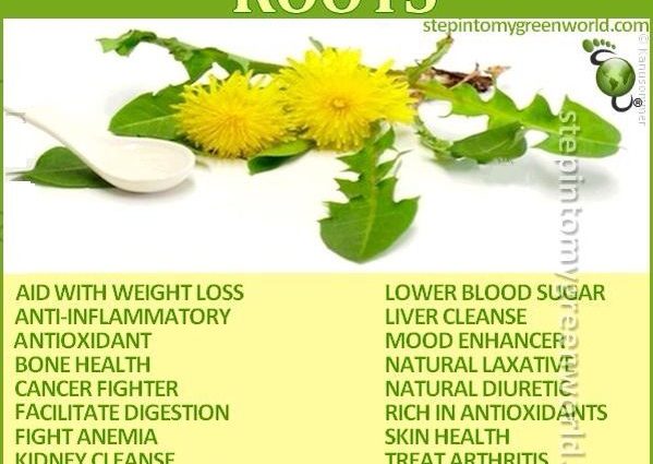 Dandelion root: healing properties for the liver