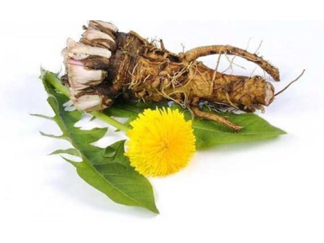 Dandelion root: medicinal properties and contraindications, recipes for decoctions, infusions, reviews