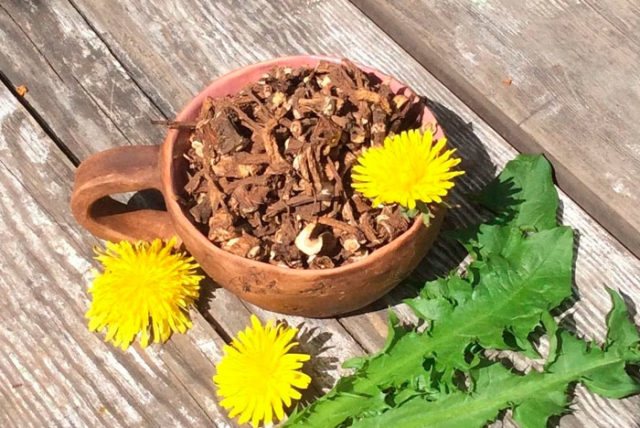 Dandelion root: medicinal properties and contraindications, recipes for decoctions, infusions, reviews