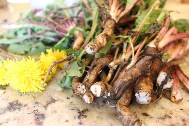 Dandelion root: medicinal properties and contraindications, recipes for decoctions, infusions, reviews