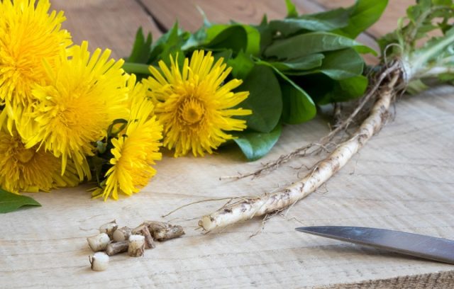 Dandelion root: medicinal properties and contraindications, recipes for decoctions, infusions, reviews