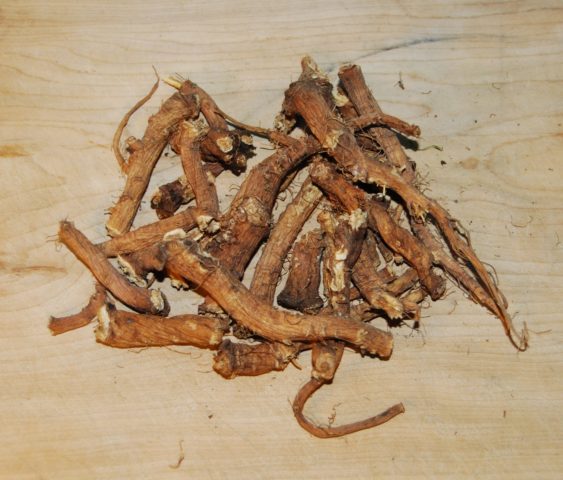 Dandelion root: medicinal properties in oncology, reviews, treatment rules