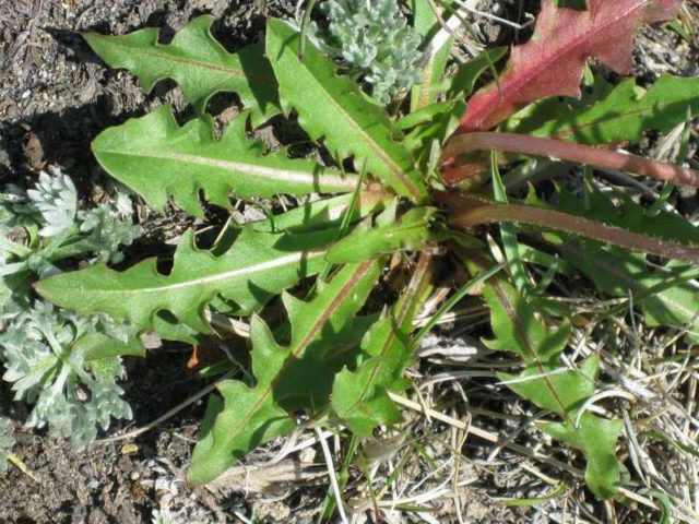 Dandelion salad: benefits and harms