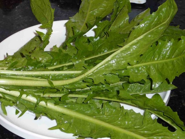 Dandelion salad: benefits and harms