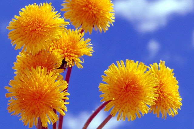 Dandelion syrup: recipe, benefits and harms