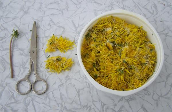 Dandelion syrup: recipe, benefits and harms