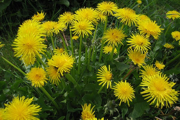 Dandelion Tea: Flowers, Roots, and Leaves Recipes