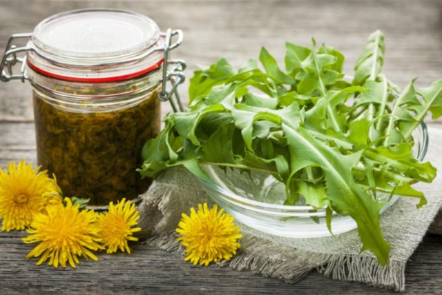 Dandelion tincture on vodka (alcohol, cologne): use for diseases