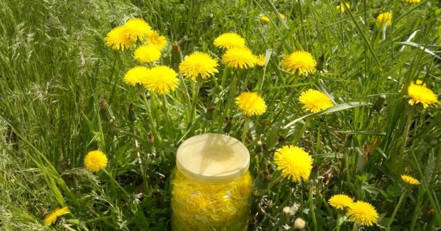 Dandelion tincture on vodka (alcohol, cologne): use for diseases