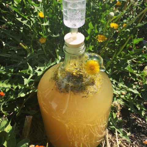 Dandelion wine: photo, benefits, taste, reviews