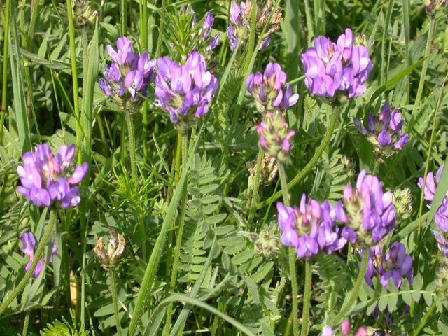 Danish Astragalus: description, photo, use in traditional medicine