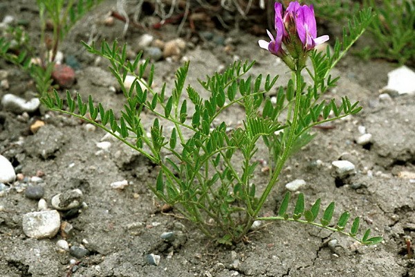 Danish Astragalus: description, photo, use in traditional medicine